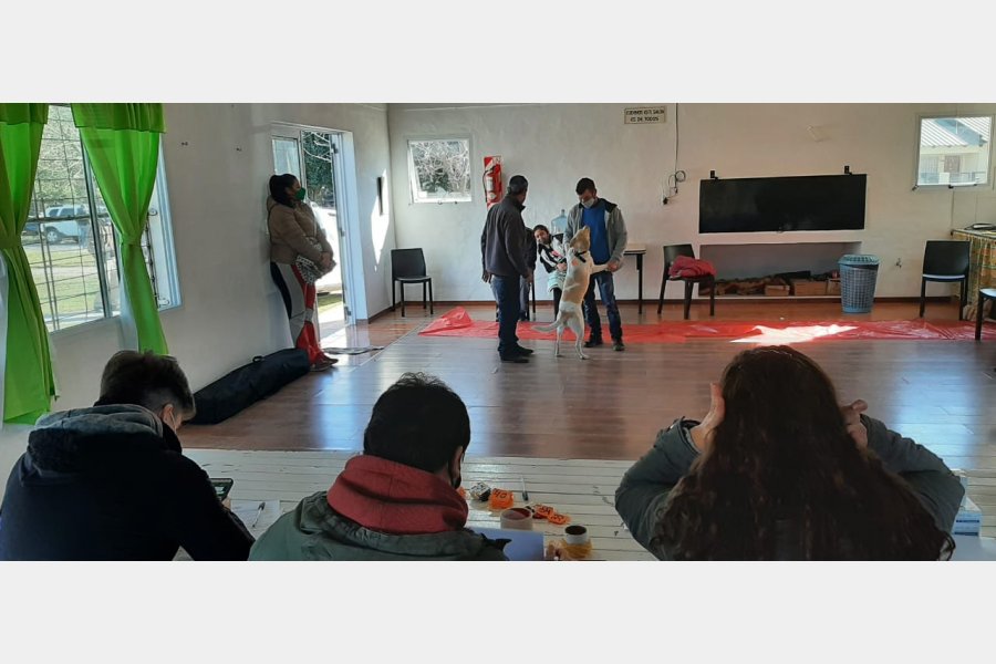 Continúa la campaña de castración e identificación canina 