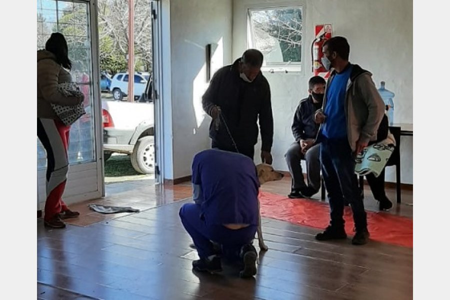 Continúa la campaña de castración e identificación canina 