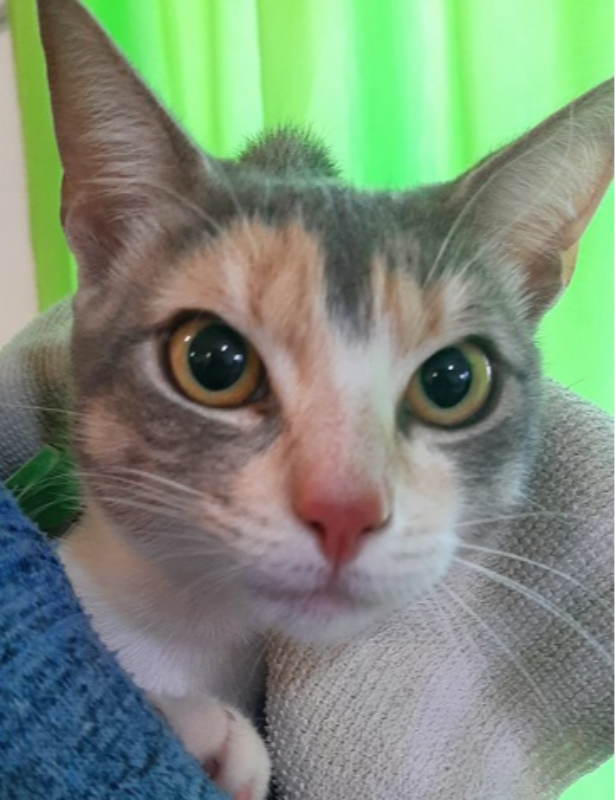 La Municipalidad de Larroque desarrolla la campaña de castración e identificación canina y felina