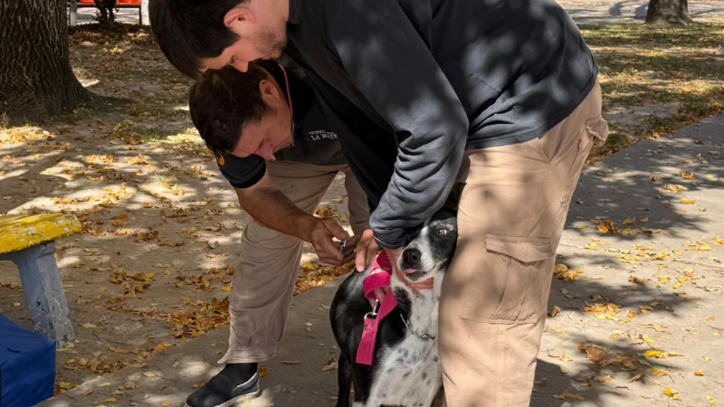 EN EL MARCO DEL DÍA DEL ANIMAL, SE REALIZÓ UNA EXITOSA CAMPAÑA ANTIRRÁBICA EN LA CIUDAD.