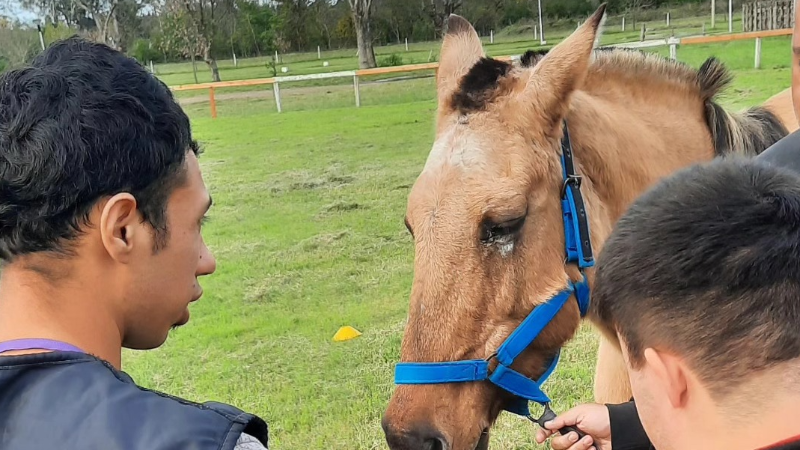 EXPERIENCIA EQUINA: UNA JORNADA DE  INCLUSIÓN Y APRENDIZAJE EN GUALEGUAYCHÚ