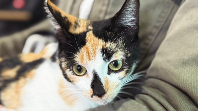 NUEVA JORNADA DE CASTRACIONES GRATUITAS PARA FELINOS EN LARROQUE
