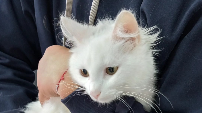 NUEVA JORNADA DDE CASTRACIONES GRATUITAS PARA GATOS EN LARROQUE