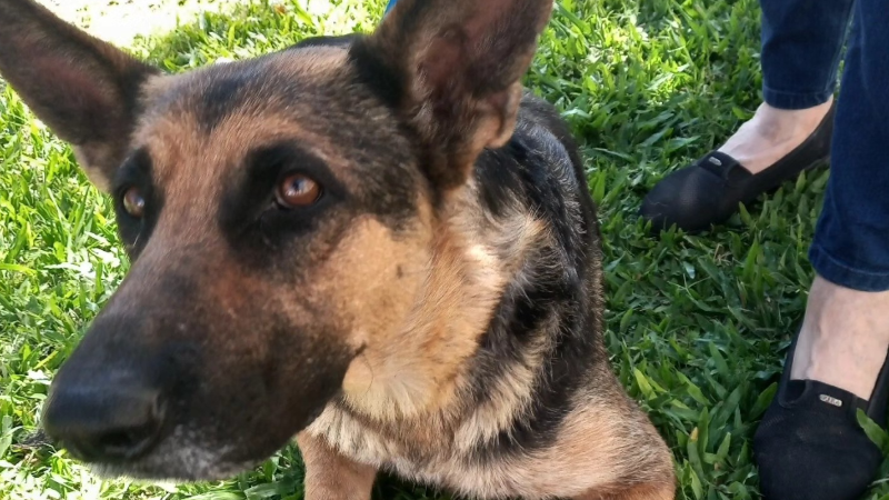 NUEVA JORNADA DE CASTRACIONES CANINAS GRATUITAS EN LARROQUE.