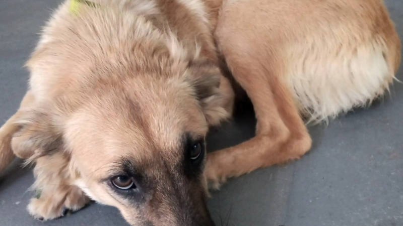 NUEVA JORNADA DE CASTRACIONES CANINAS GRATUITAS EN LARROQUE.