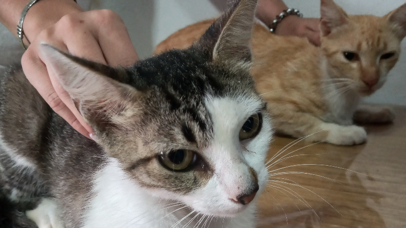 ÚLTIMA JORNADA DE CASTRACIONES DEL AÑO