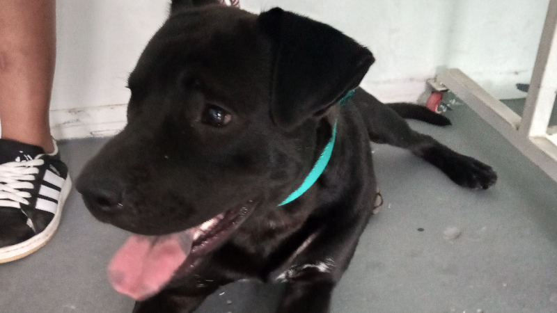 ÚLTIMA JORNADA DE CASTRACIONES DEL AÑO