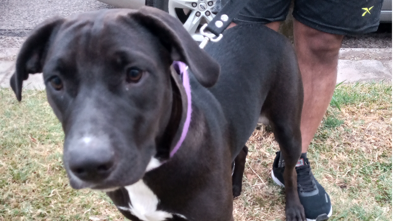 PRIMERA JORNADA DE CASTRACIONES CANINAS DEL 2026