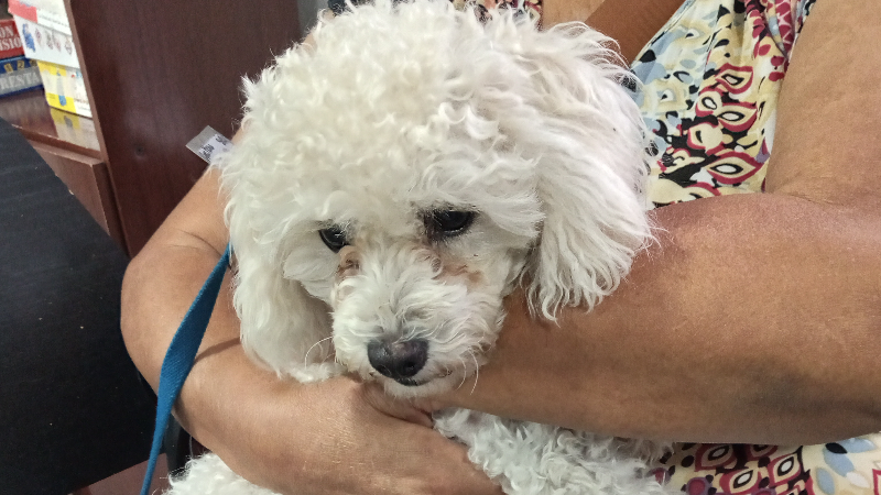 PRIMERA JORNADA DE CASTRACIONES CANINAS DEL 2026