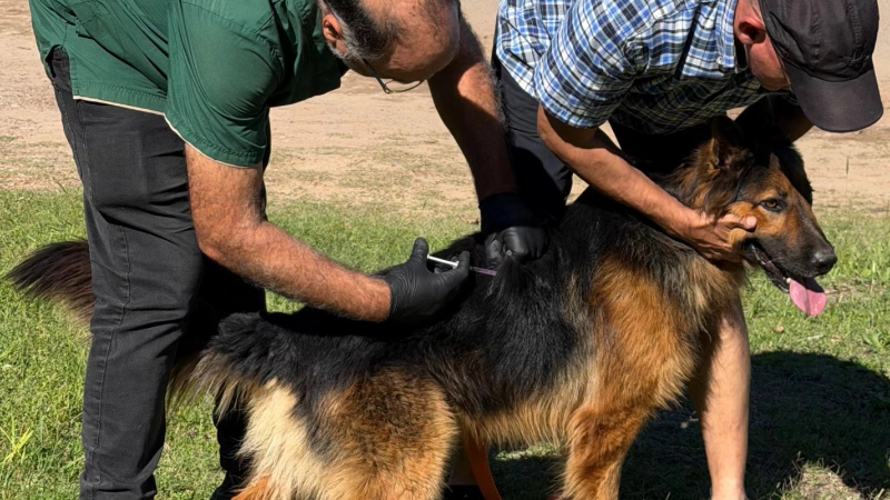 EXITOSA JORNADA DE VACUNACIÓN ANTIRRÁBICA EN LARROQUE