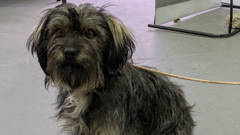 SE REALIZÓ UNA NUEVA JORNADA DE CASTRACIONES CANINAS GRATUITAS