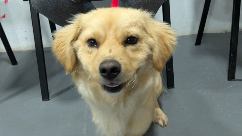 SE REALIZÓ UNA NUEVA JORNADA DE CASTRACIONES CANINAS GRATUITAS