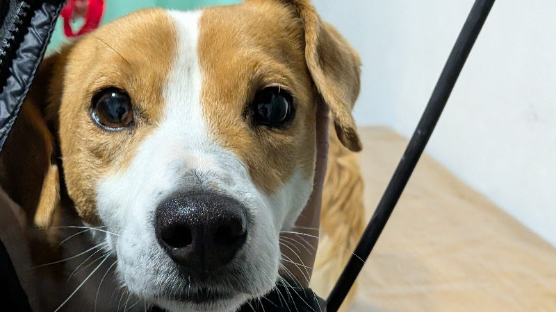 SE REALIZÓ UNA NUEVA JORNADA DE CASTRACIONES CANINAS GRATUITAS