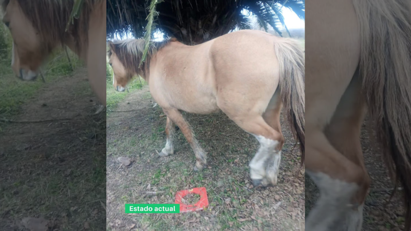 MUNICIPALIDAD DE LARROQUE RETUVO UN EQUINO Y BUSCA A SU PROPIETARIO