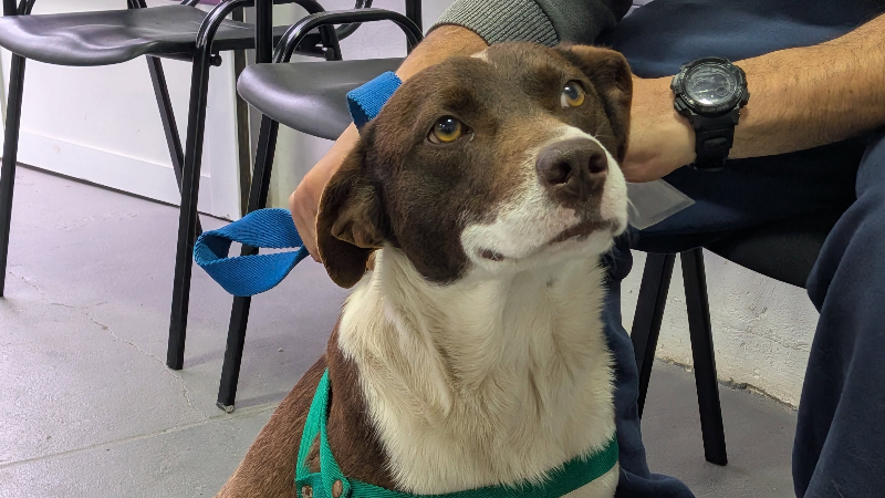 NUEVA JORNADA DE CASTRACIONES CANINAS GRATUITAS EN LARROQUE
