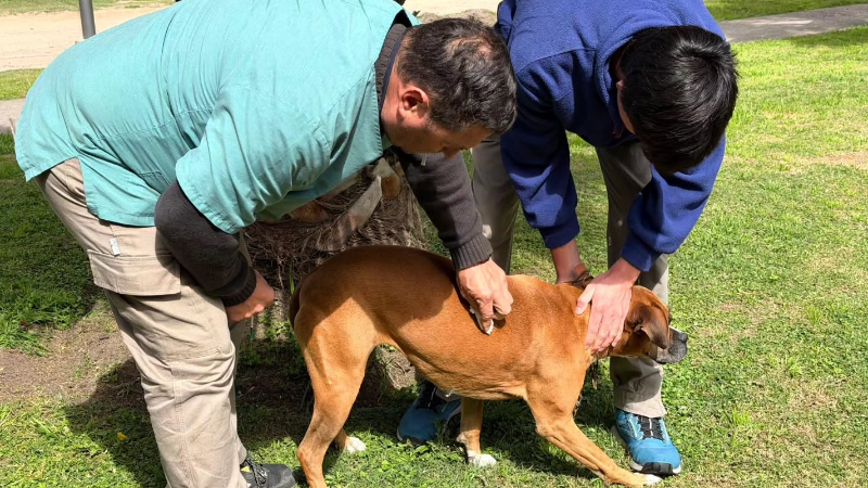 VACUNACIÓN ANTIRRÁBICA: 851 MASCOTAS VACUNADAS EN LARROQUE DURANTE 2026